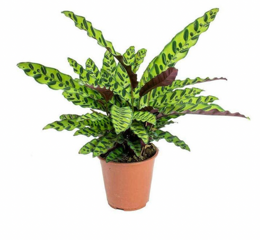 Calathea 'Rattlesnake'