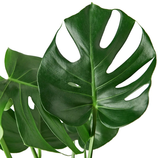 Monstera