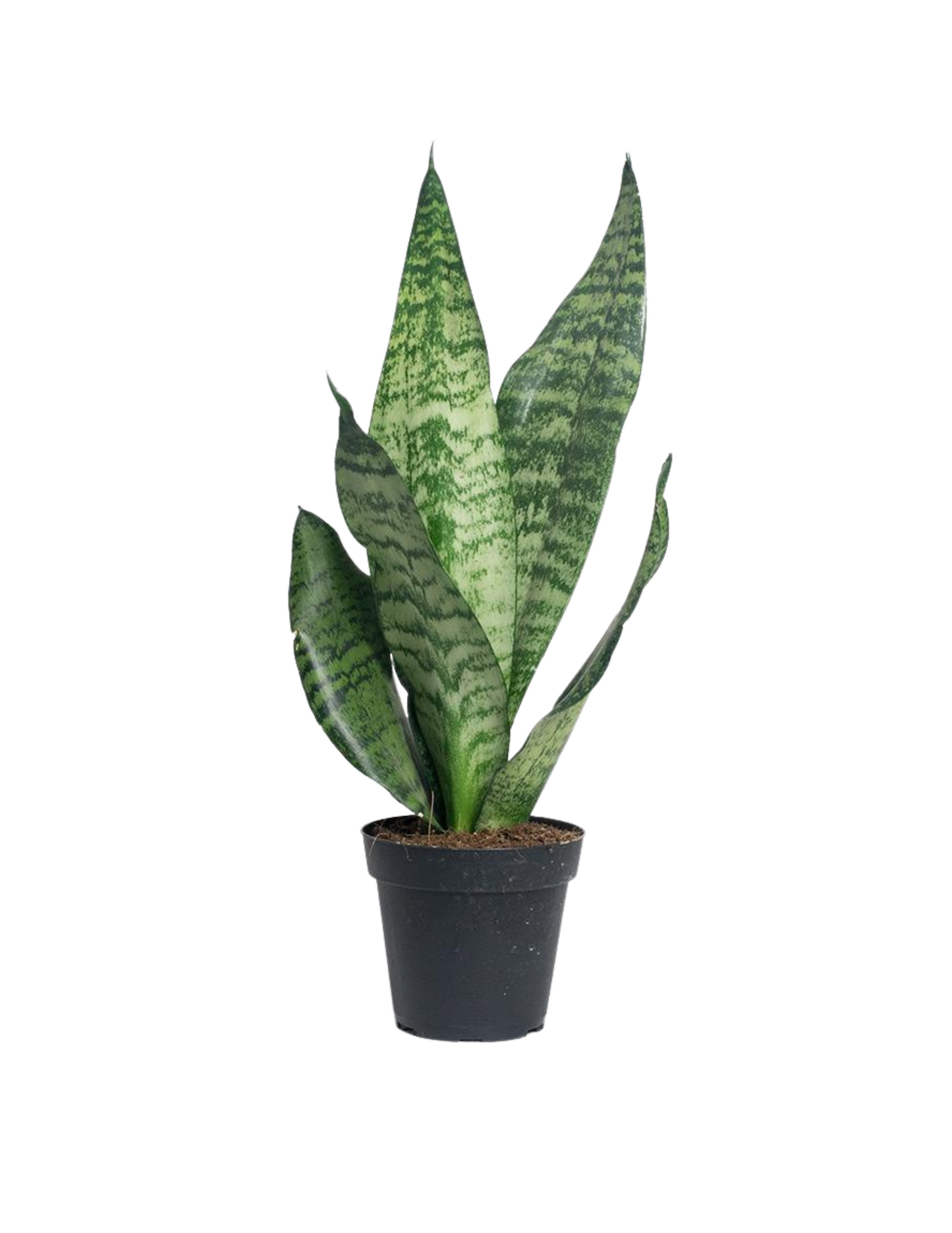 sansevieria queen Snake Plant 'Zeylanica' – THE PLANT QUEEN