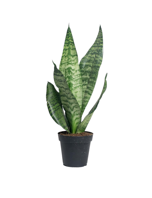 Snake Plant 'Zeylanica'