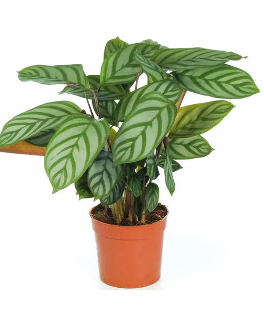 Calathea Freddie