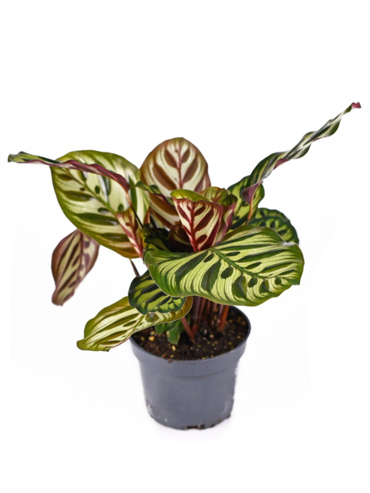 Peacock Calathea